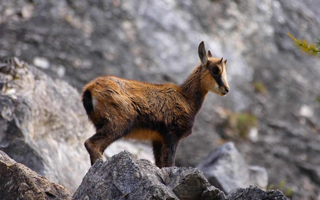 Le chamois