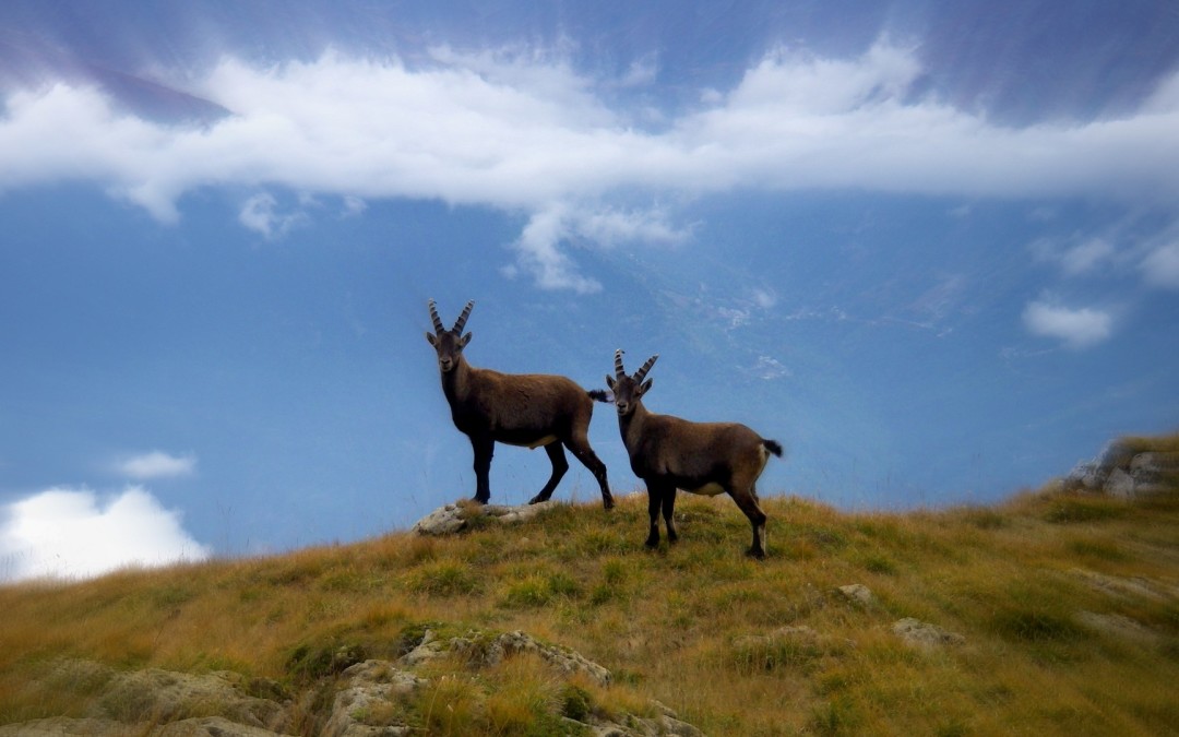 Où observer des bouquetins en Maurienne ?