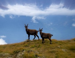 bouquetins maurienne