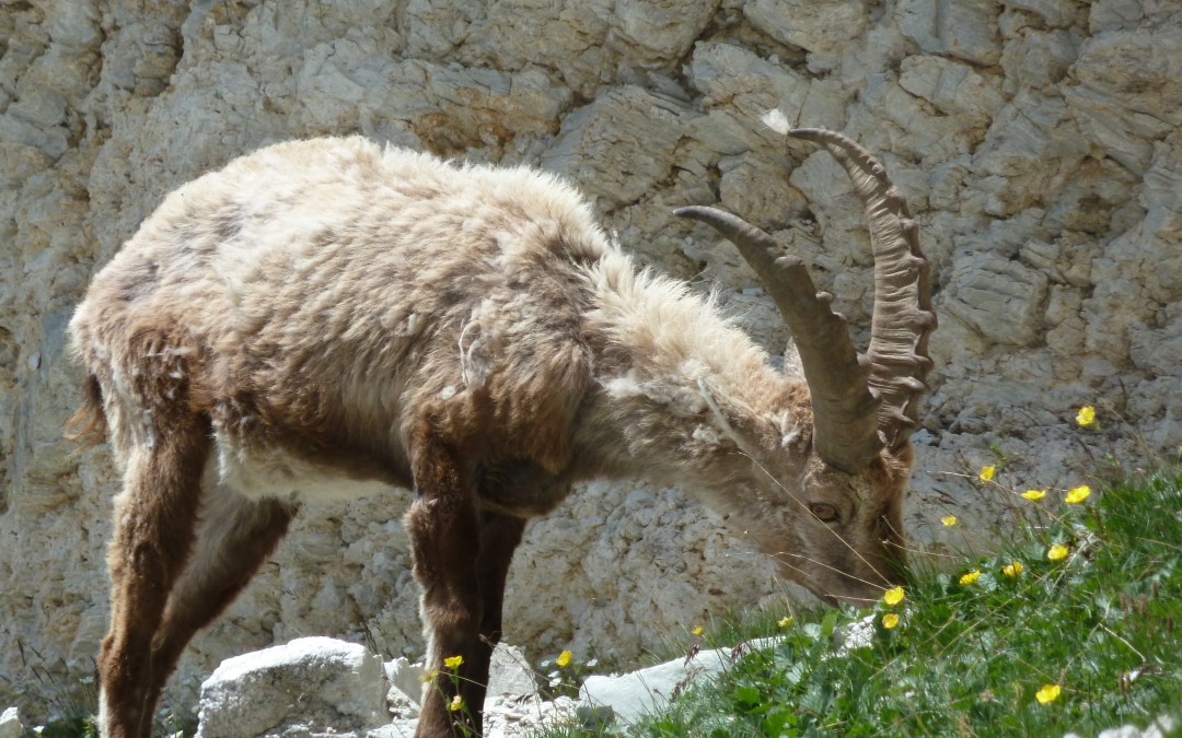Le bouquetin