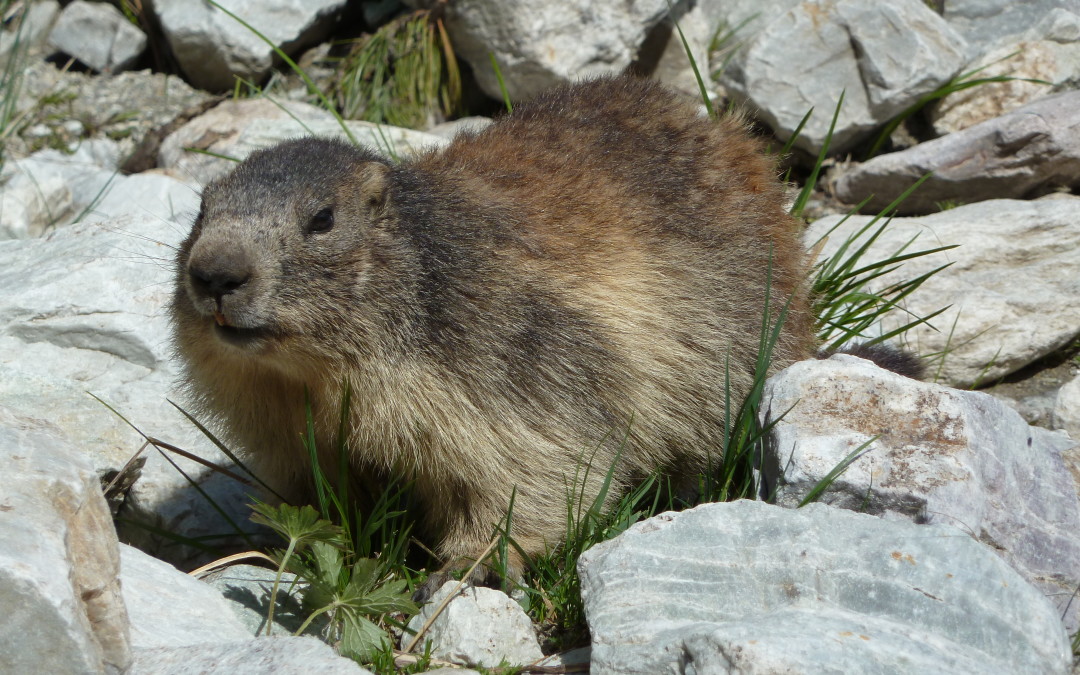 La marmotte