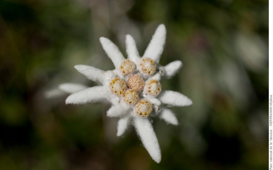 L&rsquo;edelweiss
